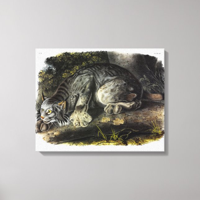 Lienzo Lynx (Lynx Canadensis) (lince canadiense) (Anverso)