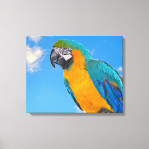 Lienzo Macao azul y amarillo