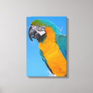 Lienzo Macao azul y amarillo