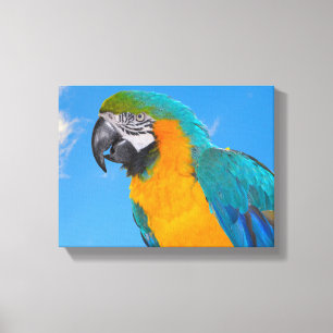 Lienzo Macao azul y amarillo