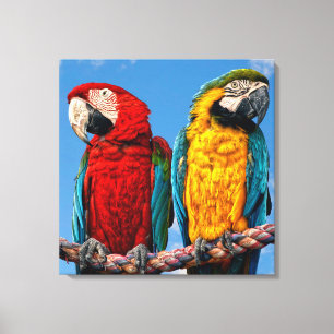 Lienzo Macao azul y amarillo y macao escarlata