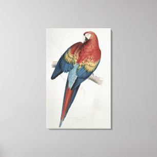Lienzo Macao rojo y amarillo