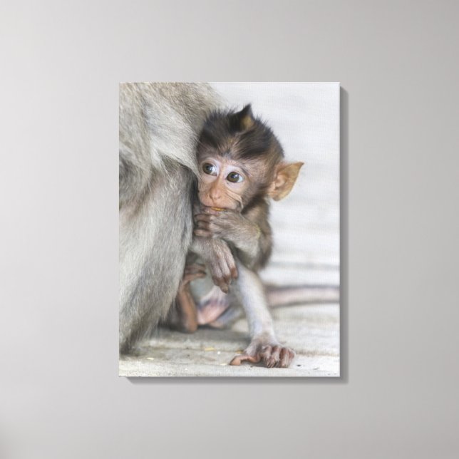 Lienzo Macaque Monkey (Anverso)