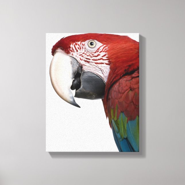 Lienzo Macaw rojo y verde - Ara cloropterus (Anverso)