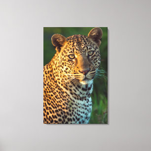 Lienzo Macho de Leopardo (Panthera Pardus) Cachorro Adult