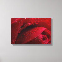 Macro roja Rosa con gotas de agua