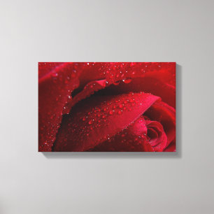 Lienzo Macro roja Rosa con gotas de agua