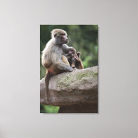 Madre de Baboon enfermería a su joven