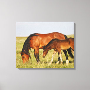 Lienzo Madre de caballo salvaje y potro pastando