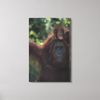 Madre de Orangután con bebé