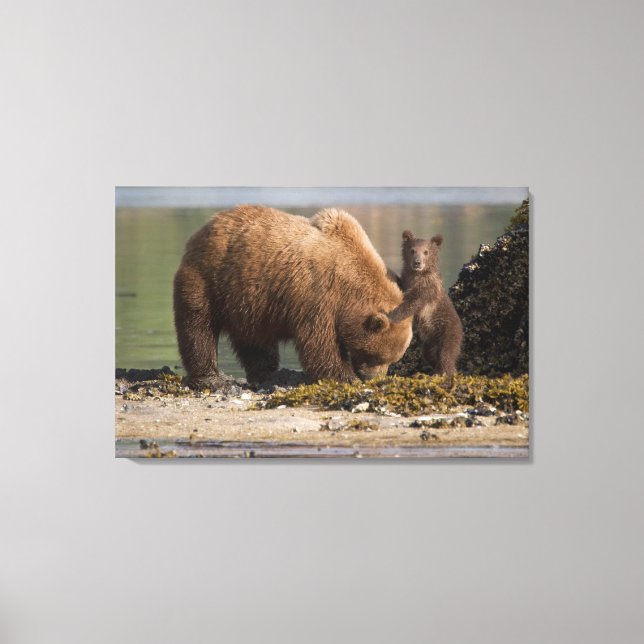 Lienzo Madre de oso pardo con cachorro en una playa (Anverso)