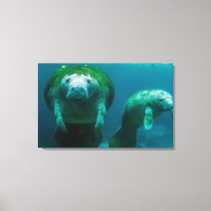 Lienzo Madre manatí con su ternera en el río Cristal