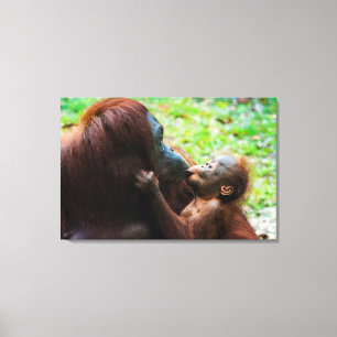 Lienzo Madre orangután con bebé