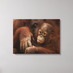 Lienzo Madre y bebé orangután en el zoológico