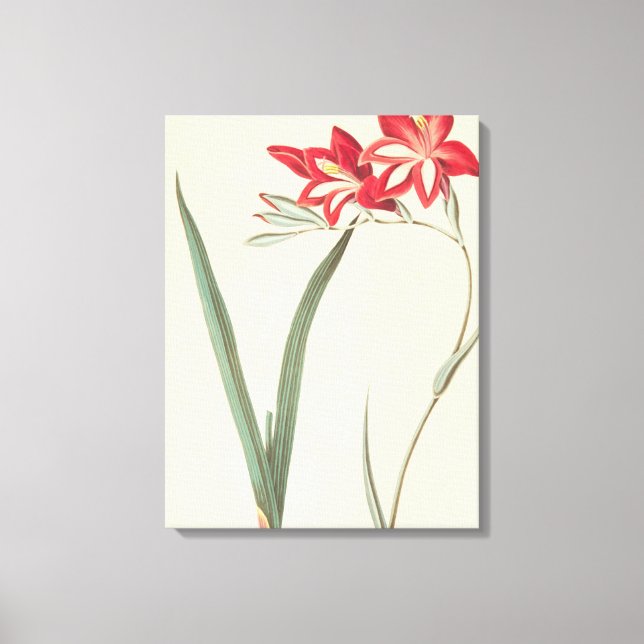 Lienzo Magnífica Bandera De Maíz (Anverso)