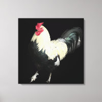 Magnífico Cockerel no 1