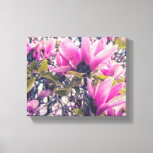 Magnolia Blossoms