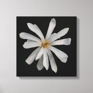 Lienzo Magnolia stellata