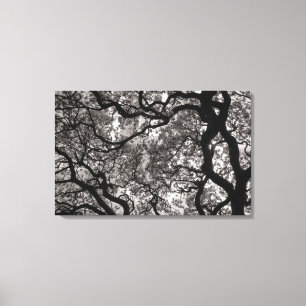 Lienzo Magnolia Trees en Florencia 02