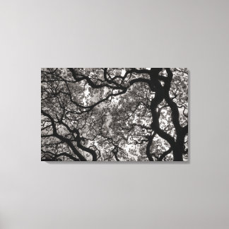 Lienzo Magnolia Trees en Florencia 02