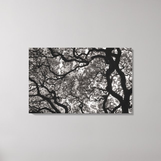 Lienzo Magnolia Trees en Florencia 02 (Anverso)