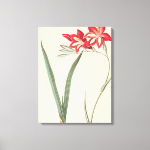 Lienzo Maíz-Bandera magnífica