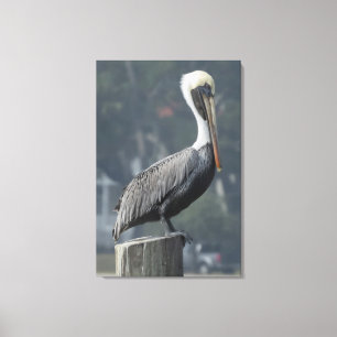 Lienzo Majestic Brown Pelican en un post de madera