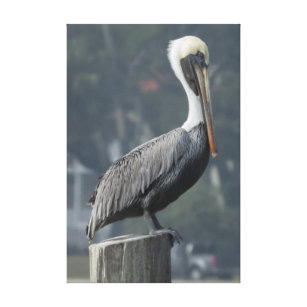 Lienzo Majestic Brown Pelican en un post de madera