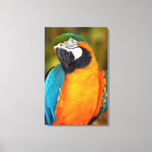Lienzo Majestic Macaw