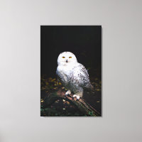 Majestuoso búho de invierno