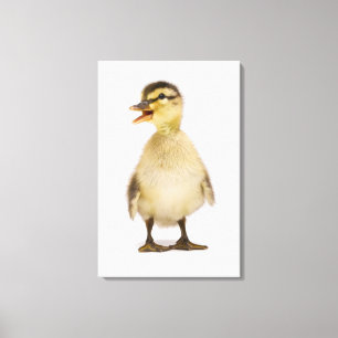 Lienzo Malard duckling (Anas platyrhynchos)