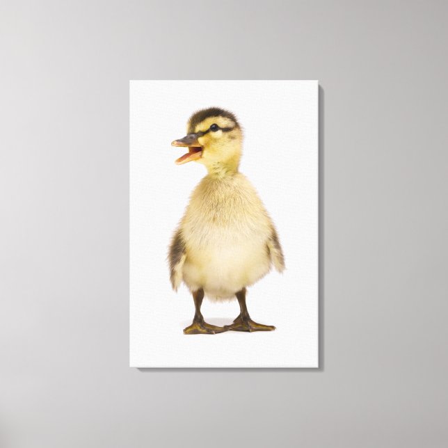 Lienzo Malard duckling (Anas platyrhynchos) (Anverso)