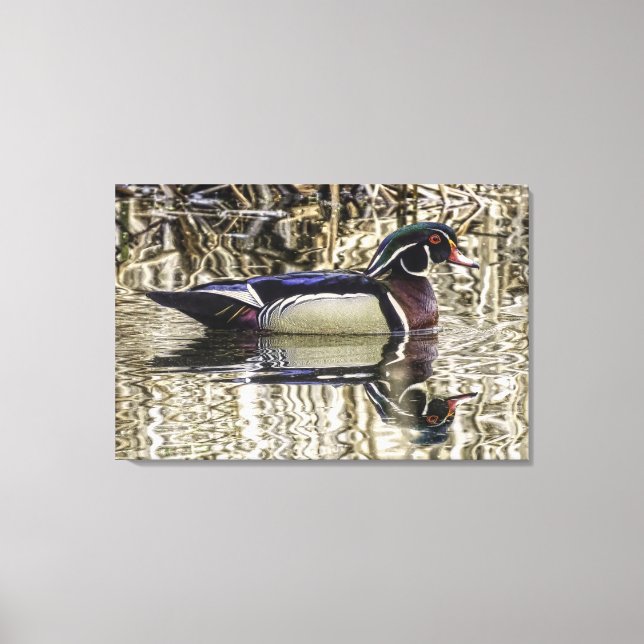 Lienzo Male wood duck swimming in pond canvas print (Anverso)