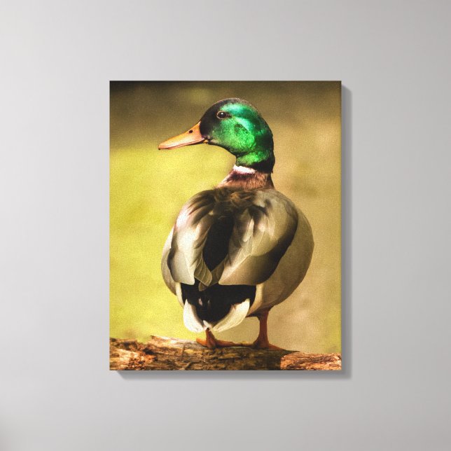 Lienzo Mallard Duck (Anverso)