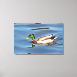 Lienzo Mallard Duck