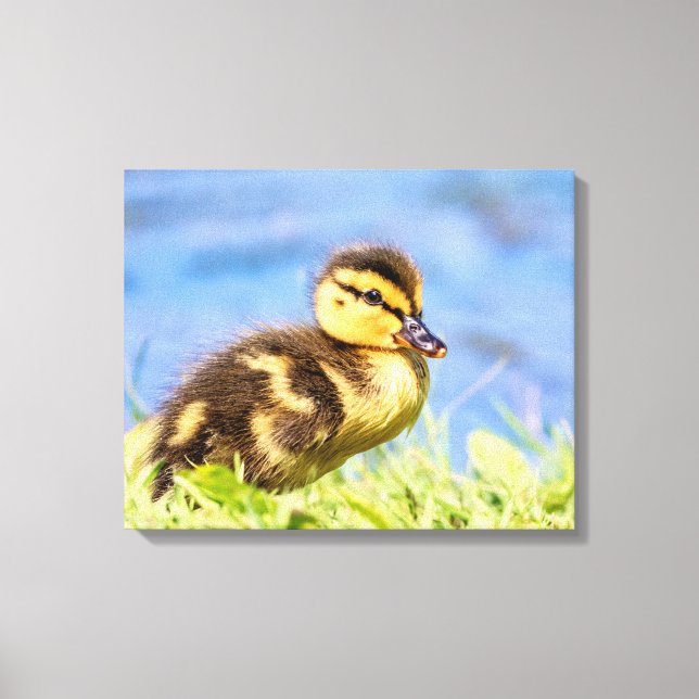Lienzo Mallard Duckling (Anverso)