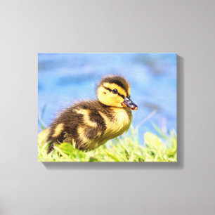 Lienzo Mallard Duckling