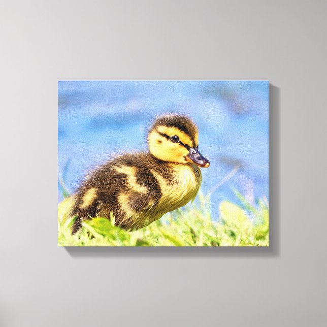 Lienzo Mallard Duckling (Anverso)