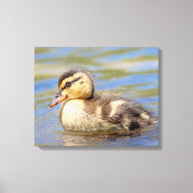 Lienzo Mallard Duckling (Anverso)