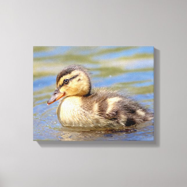 Lienzo Mallard Duckling (Anverso)
