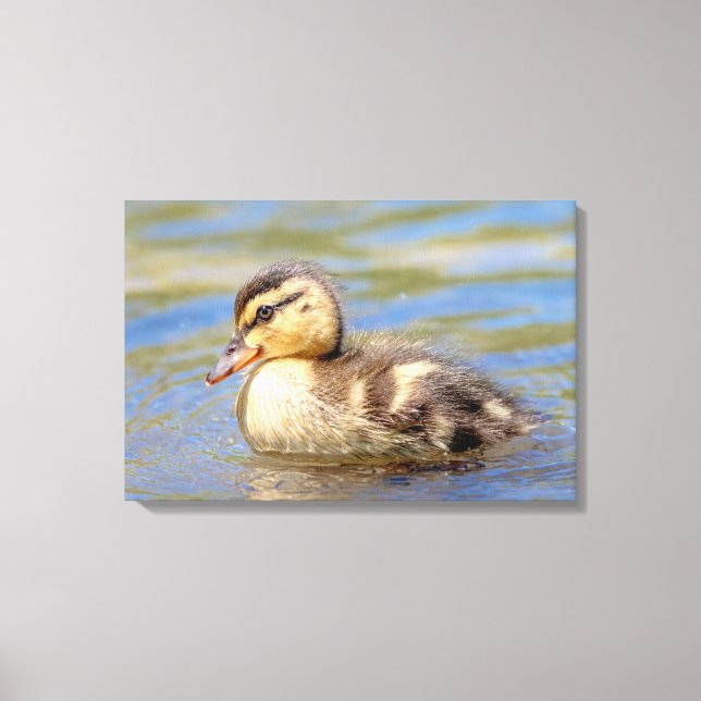 Lienzo Mallard Duckling (Anverso)