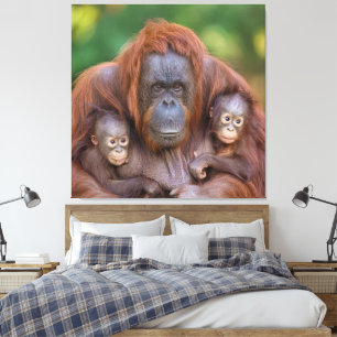 Lienzo Mamá de Orangután Viendo Más De Dos Bebés
