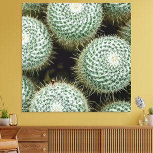 Lienzo Mammillaria hahniana