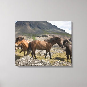 Lienzo Manada De Caballos, Cerca De Hofn, Islandia
