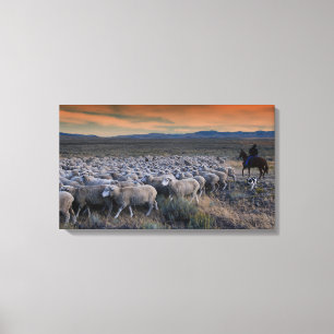 Lienzo Manada de ovejas, perros y pastores en la cordille