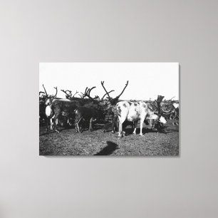 Lienzo Manada del reno en la fotografía de Alaska