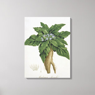 Lienzo Mandragora Officinarum de 'Phytographie Medicale