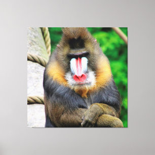 Lienzo Mandrill 001