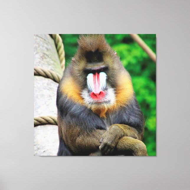 Lienzo Mandrill 001 (Anverso)
