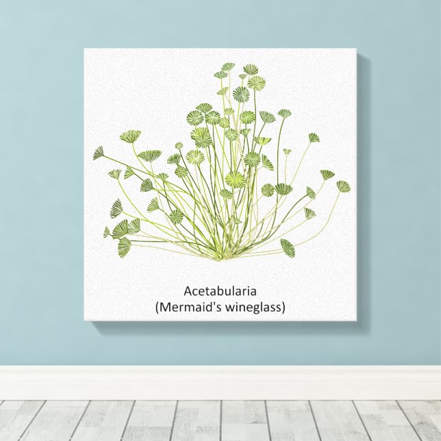 Lienzo Mano de Acetabularia (Cristal de Sirena) (Insitu (piso de madera))